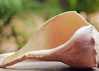 “வலம்புரி சங்க உறுப்பினர் கைது: களுத்துறை டிப்போ அருகில் விசாரணை”