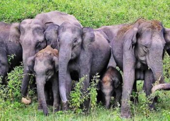 வேகமாக அழியும் யானைகள்! 5 மாதங்களில் 128 பலி! பின்னணி என்ன?