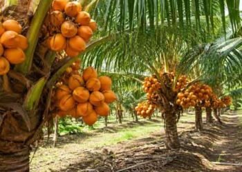 இளநீர் செய்கையை முறைப்படுத்த திட்டம்