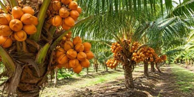 இளநீர் செய்கையை முறைப்படுத்த திட்டம்