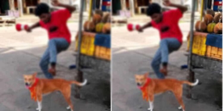 நாயை உதைத்துத் துன்புறுத்திய சந்தேக நபர் கைது