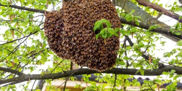 குளவி கொட்டுக்கு இலக்கான 50 மாணவர்கள் வைத்தியசாலையில்
