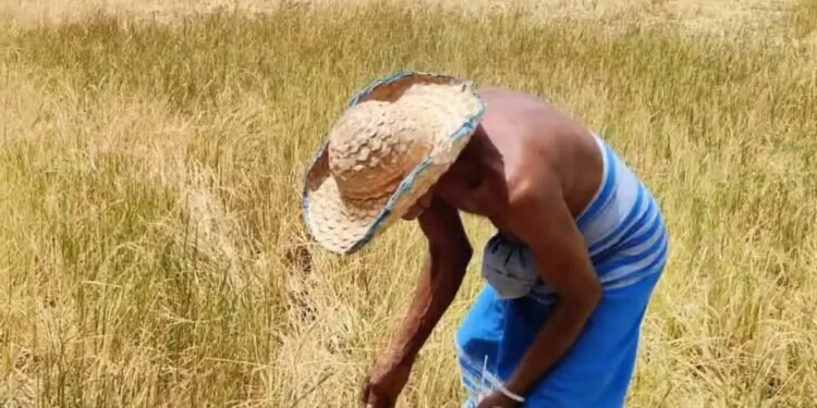 பயிர் இழப்பீட்டுக்காக 3,000 மில்லியன் ரூபா அதிரடி ஒதுக்கீடு!