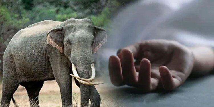 சீகிரியாவில் காட்டு யானை தாக்குதலில் ஒருவர் பலி