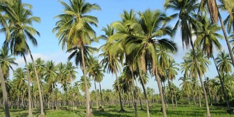 தென்னை செய்கை பாதிப்புக்கு காப்புறுதி வழங்குவது குறித்து அவதானம்